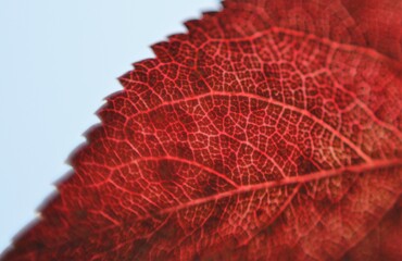 Feuille rouge 