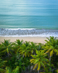 beach with palm trees