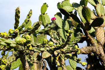 Cactus cylindropuntia imbricata, cardenche ó cardón, con tunas floreciendo, florés color rosa - obrazy, fototapety, plakaty