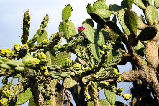 Cactus cylindropuntia imbricata, cardenche &oacute; card&oacute;n, con tunas floreciendo, flor&eacute;s color rosa