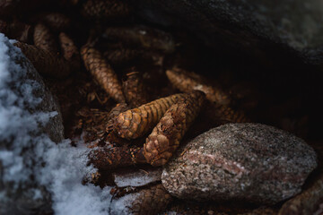 Pine cone stash under the rock in winter