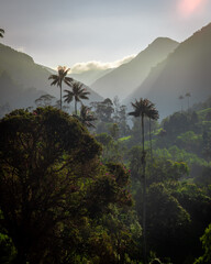 Valle de Cocora, Colombia
