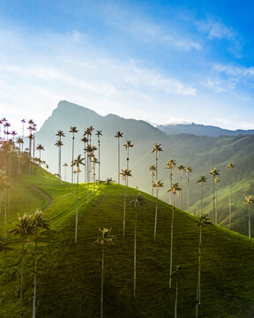 Palm trees in Valle de Cocora, Salento in Colombia