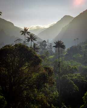 Valle de Cocora, Colombia