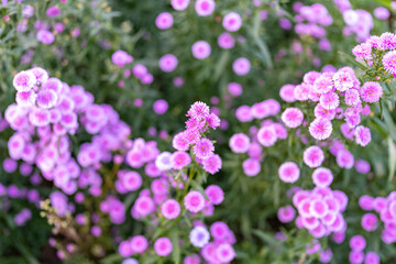 Top view Margaret flowers at field.