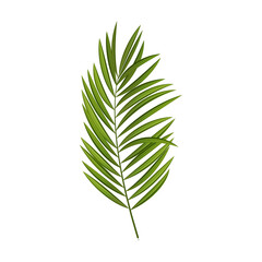Palm Tree Leaf Silhouette Isolated on White Background.