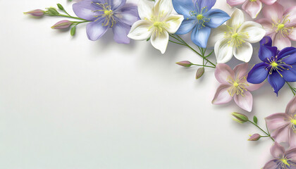 tapeta, tło kolorowe kwiaty Orlików na białym tle z miejscem do wklejenia. Generative AI - obrazy, fototapety, plakaty