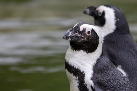 The image captures two African penguins standing side by side, their black and white plumage contrasting sharply with the soft-focus, greenish water in the background. The penguin in the foreground