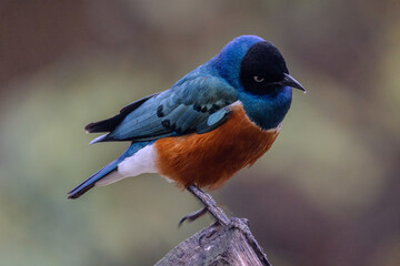 This striking image captures the Superb Starling in its full glory, perched elegantly on a wooden...