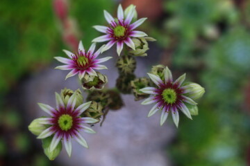  Rojnik Sempervivum ruthenicum v leucanthum