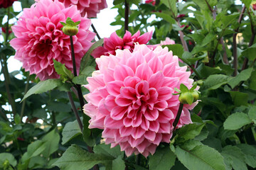 Lush blooming of huge pink dahlias in the summer garden