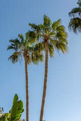Perfect palm trees against a beautiful blue sky.