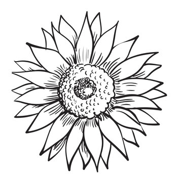 Sunflower Vector Illustrations. Simple Design Outline Style. You can give color you like. For Icon, Logo.