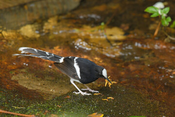 Black-backed Forktail on stone birdwatching in the forest
