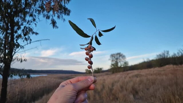 Hand holding an Oleaster tree twig with a cluster of wild berries over the idyllic rural background. Autumn season fruits and a picturesque view. Ripe elaeagnus angustifolia or Russian olive