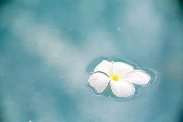 Rollo A Plumeria flower floats on the water in a pond. White tropical frangipani flower. Tropical landscape of beautiful plants and flowers. The concept of calm and tranquility. © Vera