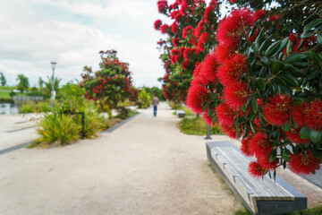 Pohutukawa blooms at Albany Lakes Reserve. Auckland.