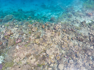 Seen from above, a shallow coral reef, that was recently bleached by high temperatures, is already coming back to life. Bleached reefs can return to health if new coral larvae can recruit there.