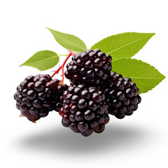 blackberry  isolated on Transparent background