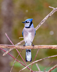 Blue Jay Photo and Image.  Close-up front view perched in the winter time with falling snow and a blur soft background in its environment and habitat surrounding. Jay Picture.