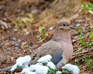 Mourning Dove Photo and Image. Dove close-up profile view sitting on ground with snow on foliage in its environment and habitat surrounding. Dove Picture.