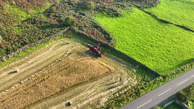 Vintage Massey Ferguson Combine Harvester cutting corn straw on Antynanum farm Northern Ireland 10-10-23