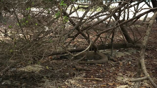 A Komodo dragon lying on the ground