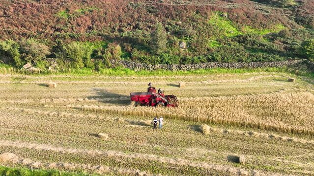Vintage Massey Ferguson Combine Harvester cutting corn straw on Antynanum farm Northern Ireland 10-10-23