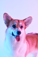 Pembroke Welsh Corgi portrait isolated on white studio background with copy space, purebred dog