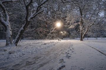 zima w nocnym parku z alejką i śniegiem w blasku latarni - obrazy, fototapety, plakaty