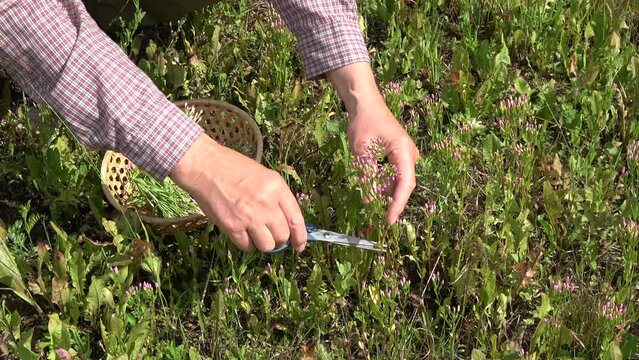 herbalist in summer field collects common centaury Centaurium erythraea medical herb 