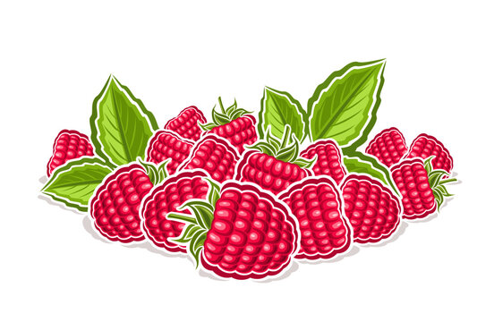 Vector logo for Raspberry, decorative horizontal poster with outline illustration of whole raspberry composition with green sprigs, cartoon design fruity print with raspberries on white background