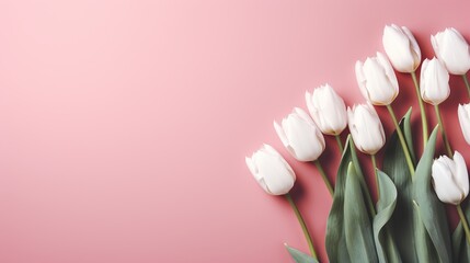 Elegant white tulips on pink isolated background with two thirds copy space for text placement