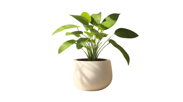 plant in a pot transparent image