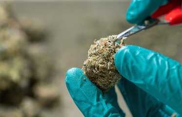 Hand trimming Buds of Cannabis in Drying Curing Cannabis flowers buds process Closeup with drying...