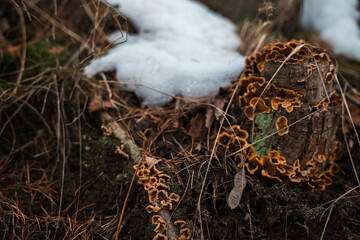 stump on which mushrooms grow
