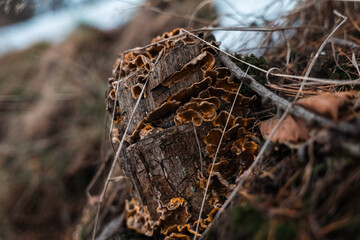 stump on which mushrooms grow
