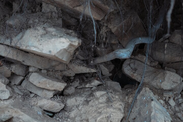 tree roots in rocks in winter
