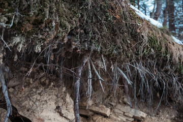 tree roots in rocks in winter

