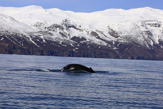 View on a whale in the Skjálfandi bay in northern Iceland