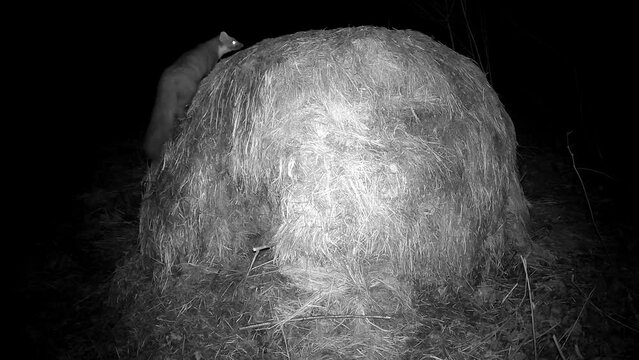 Marten Mustela in autumn night looking for food hay stack, trail camera