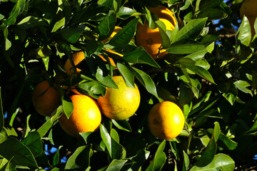 tree with fruits