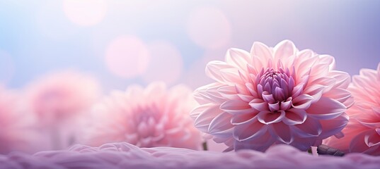 Pink dahlia flower on isolated magical bokeh background with copy space for text placement - obrazy, fototapety, plakaty
