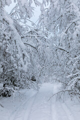 A serene snowy path lined with heavily snow-laden trees, suggestive of peaceful winter solitude or a cold season adventure