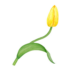Yellow tulip. Watercolor hand drawn illustration of spring symbol, golden flower. Clip art for Easter, Mothers Day, Womens Day, March 8 cards, wedding, farmer and floristic prints, travelbook, packing - obrazy, fototapety, plakaty