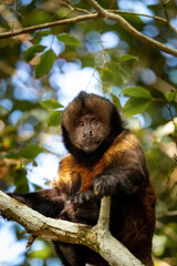 Monkey looking to the side in dense jungle vertical