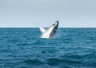 Naklejka premium Whale jumping out of the water in the blue ocean