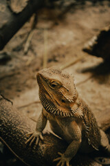 Reptil