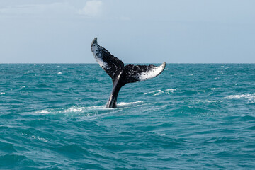 Obraz premium Whale tail out of the water in the blue ocean