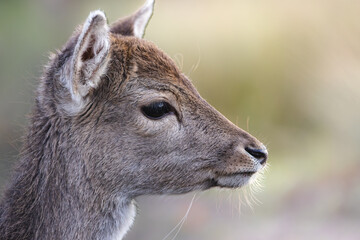 Forest Kings, Regal Stags and deers in Their Habitat